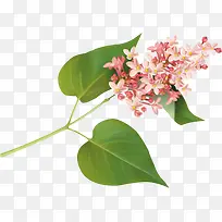 �ʻ�-������