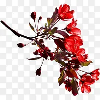 红色花枝-空若网 红色花枝-空若网