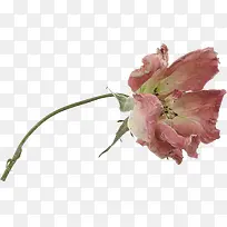 花卉-空若网 花卉-空若网