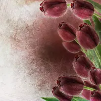 �ŵ䱳���ʻ�����-������