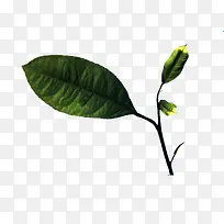 树枝上的柠檬叶图片素材-空若网 树枝上的柠檬叶图片素材-空若网