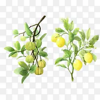 树枝上的果实-空若网 树枝上的果实-空若网