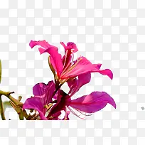 紫红色红花羊蹄甲开花免抠系列-空若网 紫红色红花羊蹄甲开花免抠系列-空若网