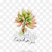 ΨÃÀÖ²Îï-¿ÕÈôÍø ΨÃÀÖ²Îï-¿ÕÈôÍø