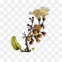 梧桐花开树枝-空若网 梧桐花开树枝-空若网