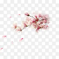 花卉-空若网 花卉-空若网