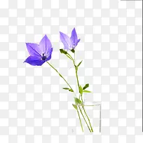 杯子里的桔梗图片素材-空若网 杯子里的桔梗图片素材-空若网