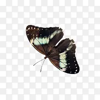 ����ɫ����-������