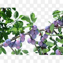 ��÷����-������