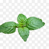 ÏÉÈË²Ý Á¹·Û²Ý-¿ÕÈôÍø ÏÉÈË²Ý Á¹·Û²Ý-¿ÕÈôÍø