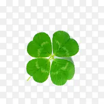 ÂÌÉ«ÇåÐÂËÄÒ¶²Ý-¿ÕÈôÍø ÂÌÉ«ÇåÐÂËÄÒ¶²Ý-¿ÕÈôÍø