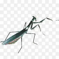水墨画螳螂-空若网 水墨画螳螂-空若网