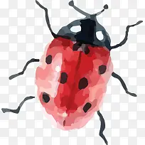 七星瓢虫素材-空若网 七星瓢虫素材-空若网