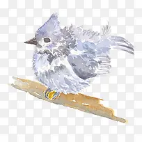 树枝上的小鸟-空若网 树枝上的小鸟-空若网