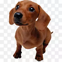 狗猫食物宠物坐着喂你的宠物小狗-空若网 狗猫食物宠物坐着喂你的宠物小狗-空若网