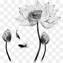 手绘素描荷花装饰-空若网 手绘素描荷花装饰-空若网