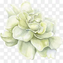 水墨白色花卉-空若网 水墨白色花卉-空若网