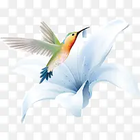 手绘百合花鸟儿-空若网 手绘百合花鸟儿-空若网