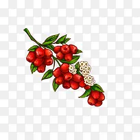 手绘红枣卡通素材-空若网 手绘红枣卡通素材-空若网