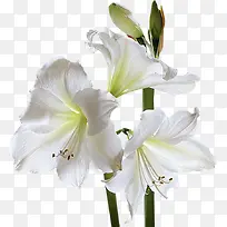 ²ÊÉ«ÏßÌõËØ²Ä¶¯Ì¬ÏßÌõËØ²Ä ¾«-¿ÕÈôÍø ²ÊÉ«ÏßÌõËØ²Ä¶¯Ì¬ÏßÌõËØ²Ä ¾«-¿ÕÈôÍø