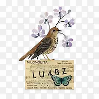 水彩小鸟绘画-空若网 水彩小鸟绘画-空若网