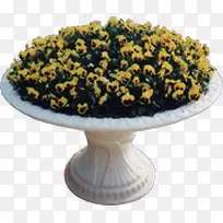 黄色小花白色花盆-空若网 黄色小花白色花盆-空若网