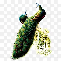 彩色公孔雀-空若网 彩色公孔雀-空若网