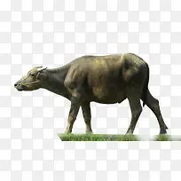 �ɰ���ˮţ����ز�-������