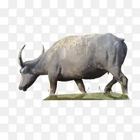 可爱水牛免抠素材-空若网 可爱水牛免抠素材-空若网