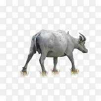 可爱的水牛免抠素材-空若网 可爱的水牛免抠素材-空若网