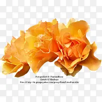 植物花草素材花草画-空若网 植物花草素材花草画-空若网