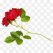 水彩花卉素材装饰图标-空若网 水彩花卉素材装饰图标-空若网