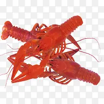 红色大龙虾素材-空若网 红色大龙虾素材-空若网
