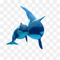 产品实物鲸鱼-空若网 产品实物鲸鱼-空若网