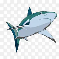 矢量大鲨鱼素材-空若网 矢量大鲨鱼素材-空若网