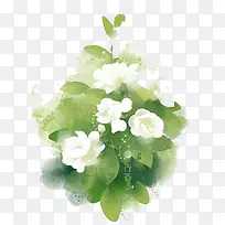 淡绿色百合插画-空若网 淡绿色百合插画-空若网