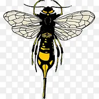 手绘苍蝇素材图片-空若网 手绘苍蝇素材图片-空若网