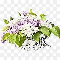 丁香花花篮-空若网 丁香花花篮-空若网