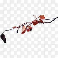 即将枯萎的树枝-空若网 即将枯萎的树枝-空若网