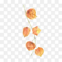 橙色的即将枯萎的叶子-空若网 橙色的即将枯萎的叶子-空若网