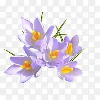 白色水仙花-空若网 白色水仙花-空若网