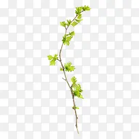 树枝素材-空若网 树枝素材-空若网