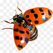 春天飞翔红色昆虫-空若网 春天飞翔红色昆虫-空若网