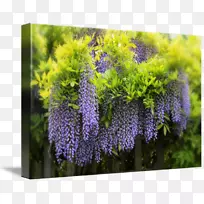 薰衣草紫罗兰灌木紫藤-空若网 薰衣草紫罗兰灌木紫藤-空若网