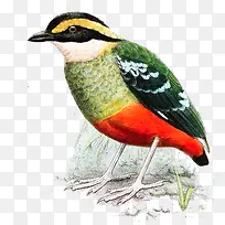 手绘鸟类插画-空若网 手绘鸟类插画-空若网