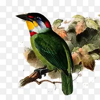 手绘鸟类插画-空若网 手绘鸟类插画-空若网