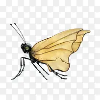 蚊子昆虫翅膀-空若网 蚊子昆虫翅膀-空若网