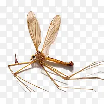 飞行虫类蚊子-空若网 飞行虫类蚊子-空若网