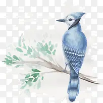 卡通鸟-空若网 卡通鸟-空若网