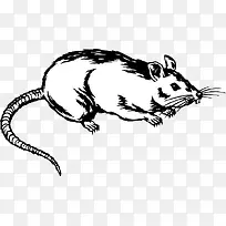 黑白色的老鼠-空若网 黑白色的老鼠-空若网